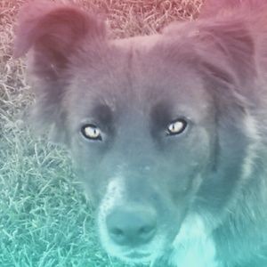 Meet your Posher, India